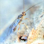 Schlupfwespe