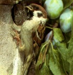 Feldsperling
